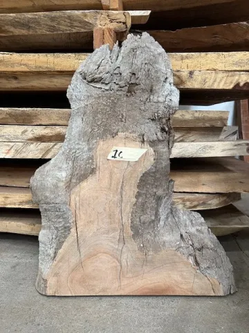 sapele1c.jpg