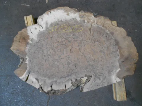 walnut_burl_505.jpg