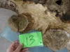 1_oak13_6.jpg