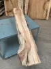acacia35_3.jpg