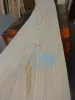 tpine16_6.jpg