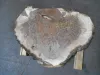 walnut_burl_504_back.jpg